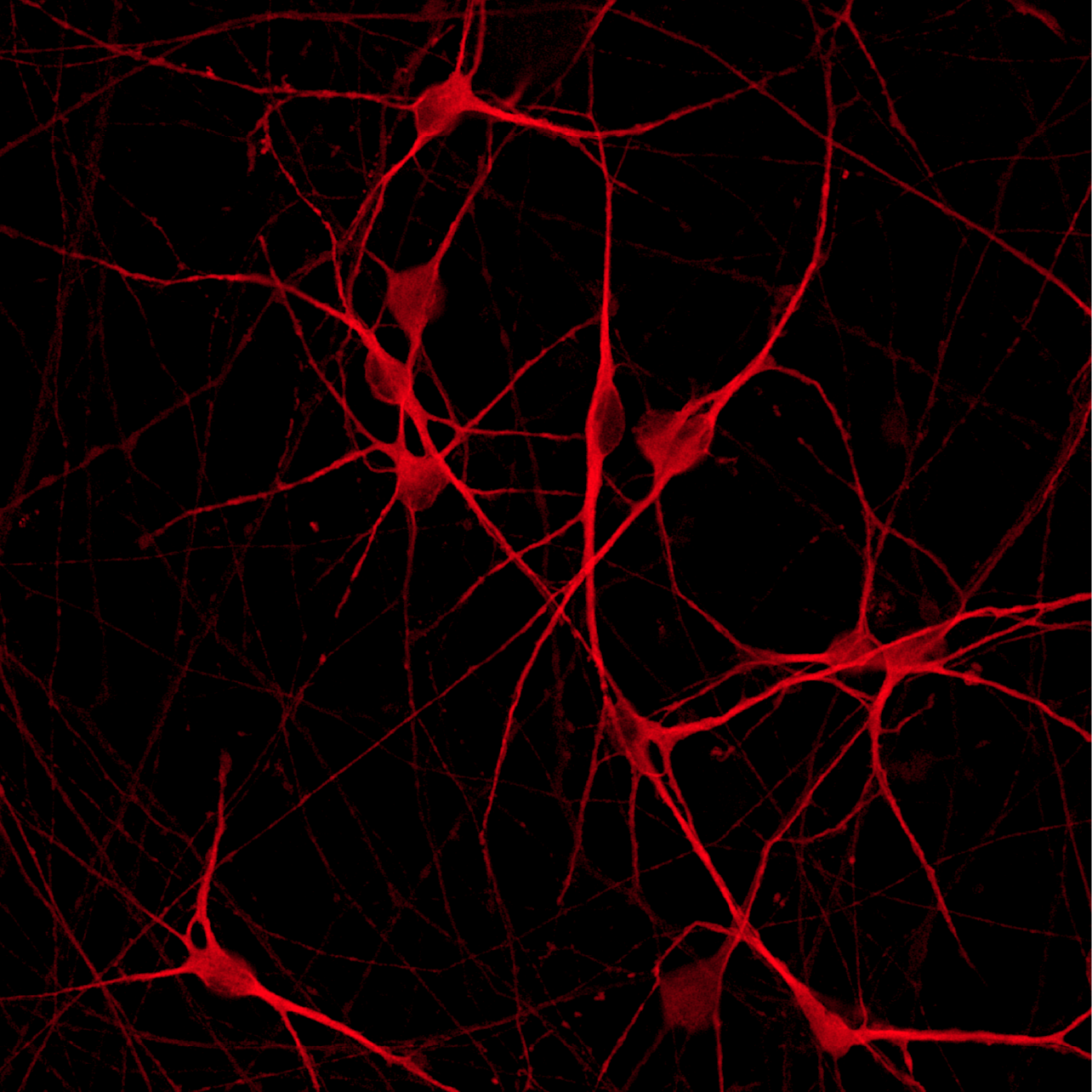 Glutamatergic Neurons PRKN R275W homozygous | ioCells
